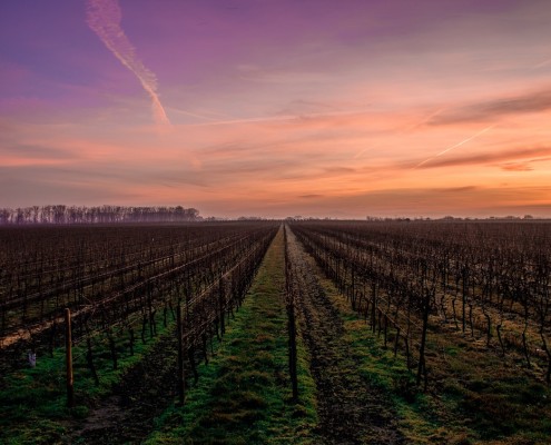 Un tramonto sulle vigne